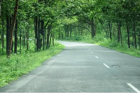 forest