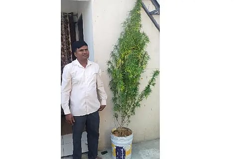 ganja