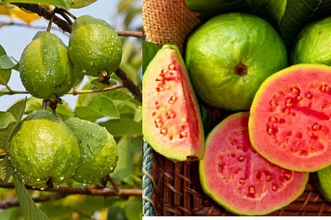 guava fruit