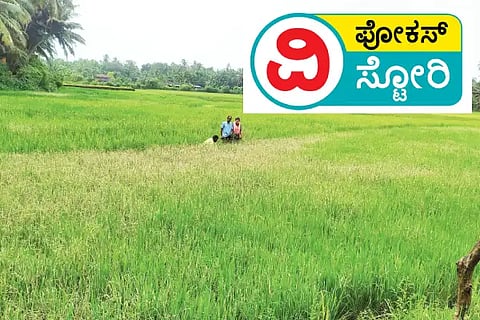 Paddy field effected by pests