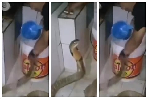 kobra