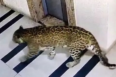 leopard