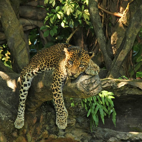 leopard