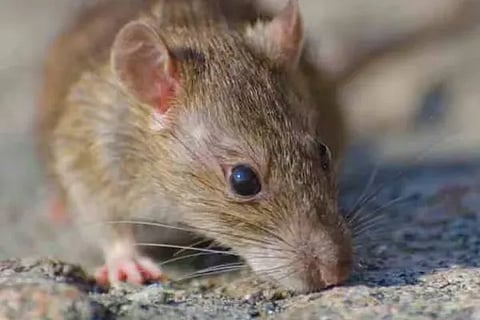 rat (1)
