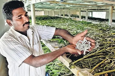sericulture