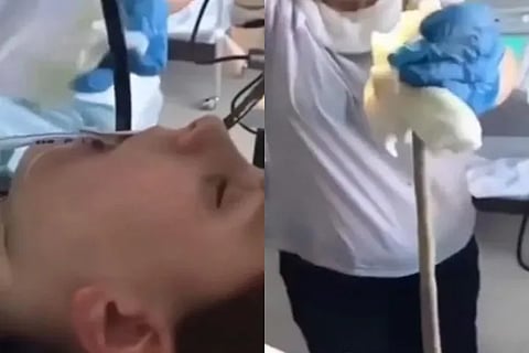 snake