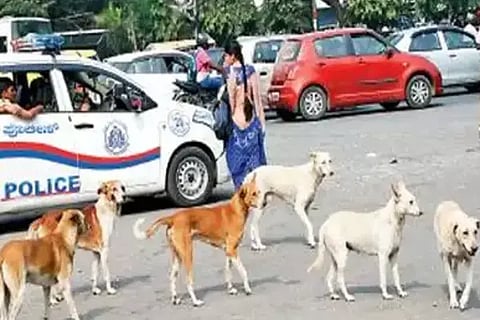 streetdogs (1)