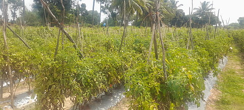 tomato rate story