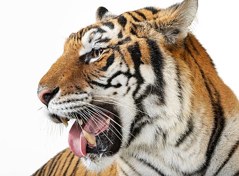 tiger-007