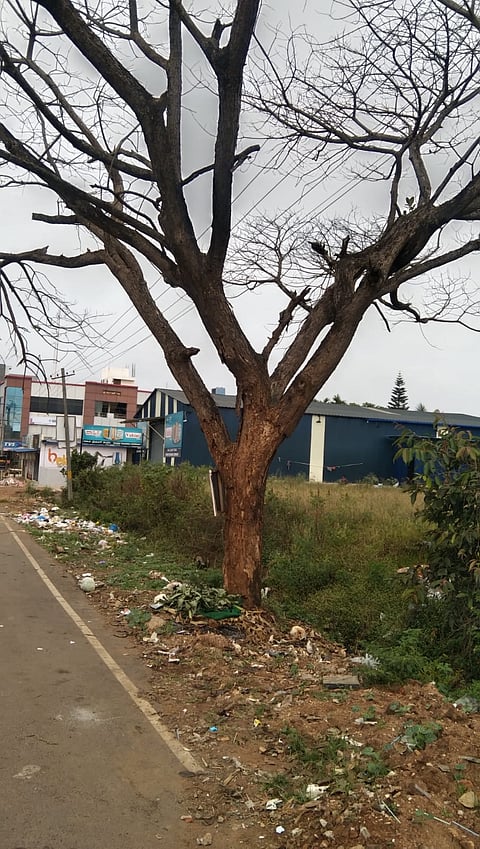 ಅಪಾಯಕ್ಕೆ ಆಹ್ವಾನ ನೀಡುತ್ತಿರುವ ಒಣಗಿರುವ ಮರ:ತೆರವುಗೊಳಿಸಲುಒತ್ತಾಯ