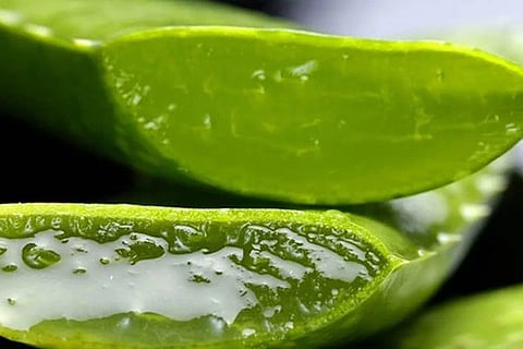 Aloe vera