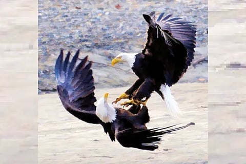 Birds