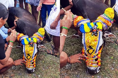 Bull Festival