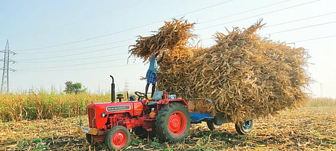 Cattle fodder