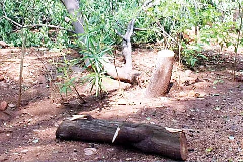 Chandana
