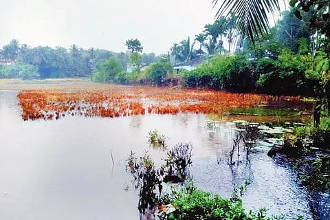 Crop Loss in Gokarna