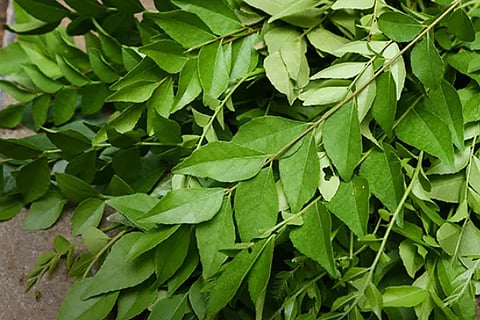 Curry Leaves