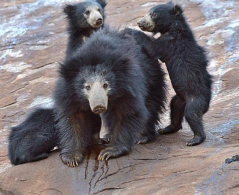 koppal-bear-attack-man-injuerd-admit-hospital-irkalagada-forest