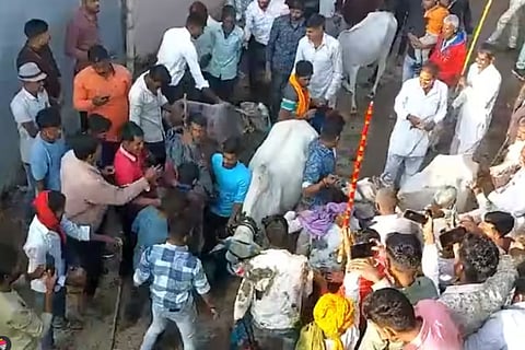 Devotees let cows