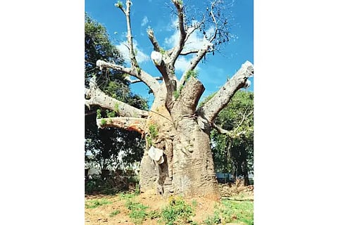 Doddahunasemara
