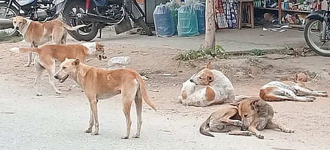 Dog problem in Maddur taluk mandya