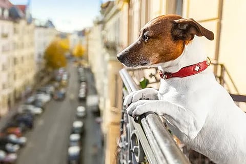 Dog