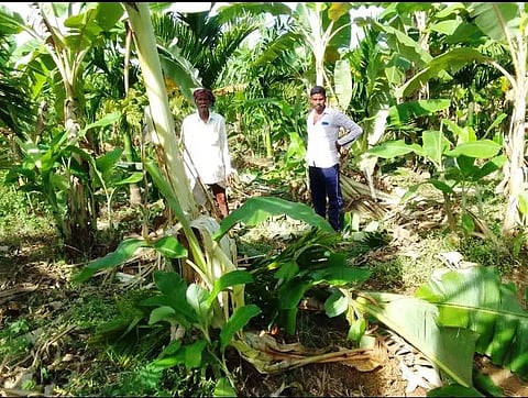 ELEPHANT ATTACK ON CROPS