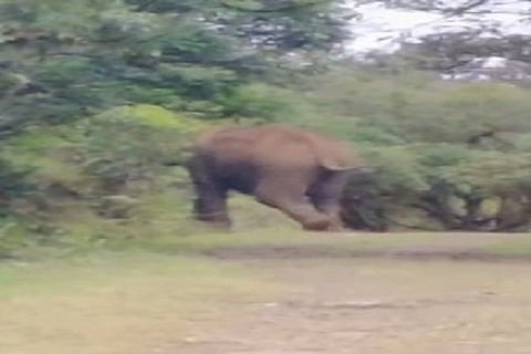 Elephant sighting in Talakaveri