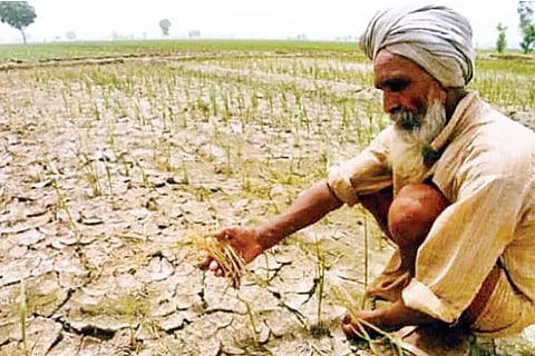 Farmer
