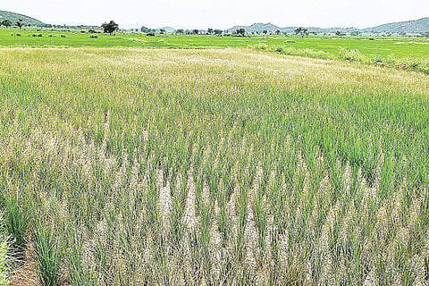Jalahalli Paddy Dry