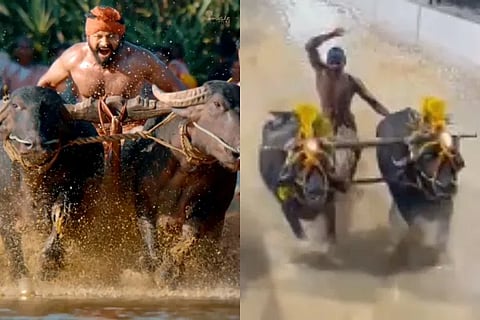 Kambala