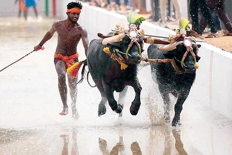 Kambala