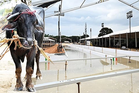 Kambala