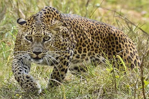 Leopard