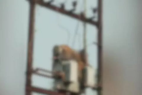 Leopard dies from electrocution after climbing on transformer in Maharashtra