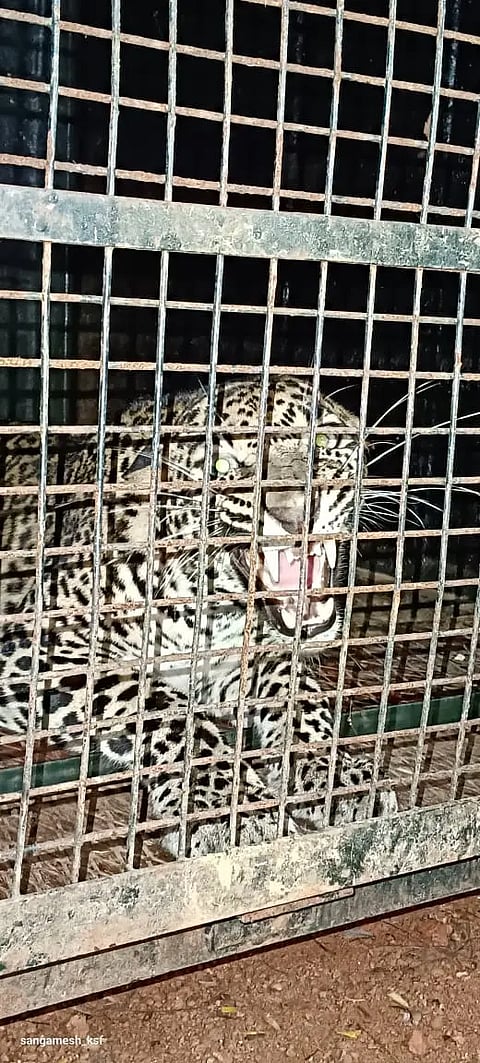 Leopard in cage