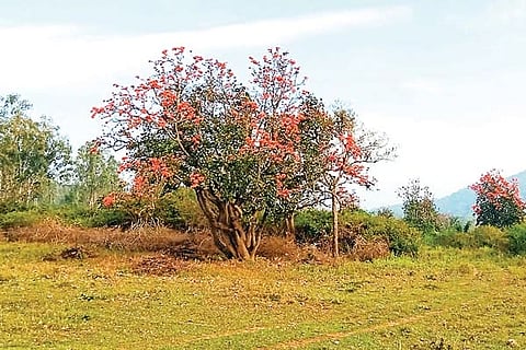 Muttuga Tree