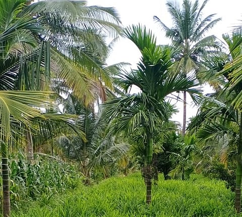 Nayasinganahalli Progressive farmer mandya
