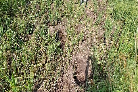 Paddy destroyed due to forest pest