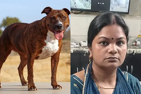 Pitbull Attack
