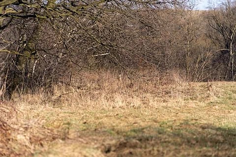Spot the Deer