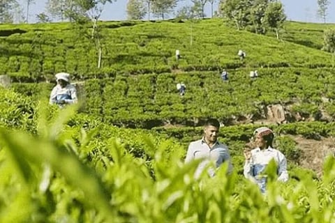 Tea Market