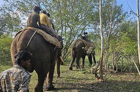 Tiger capture operation