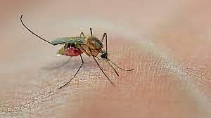 Zika
