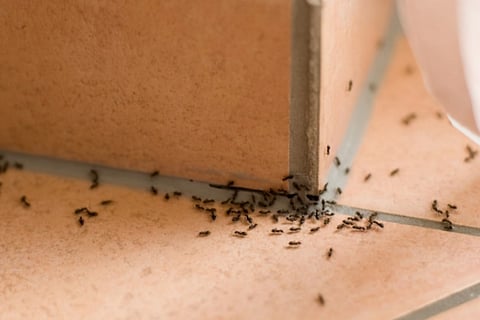 ants
