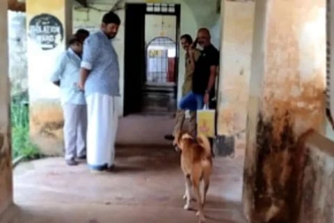 dog (1)