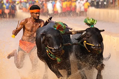 kambala