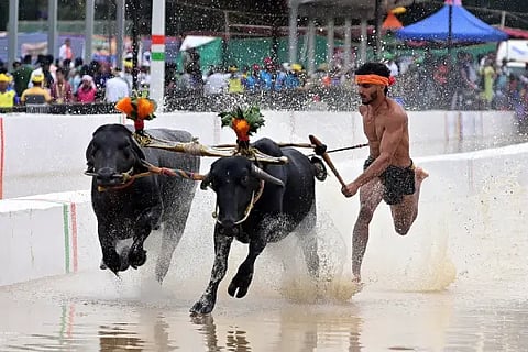 kambala