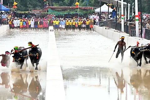 kambala fida
