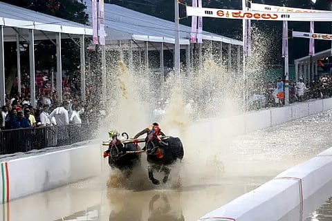 kambala owners